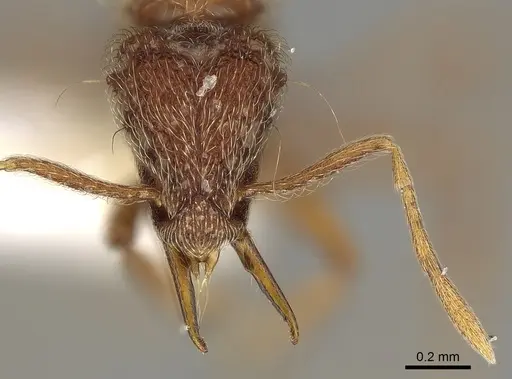 Strumigenys lamia specimen