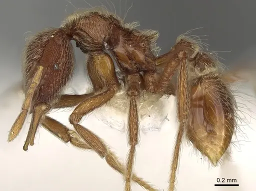 Strumigenys lamia - CASENT0280698