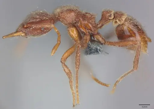 Strumigenys lamia - CASENT0358163