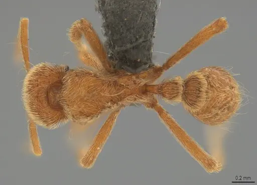 Strumigenys lamia - CASENT0358232