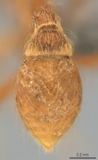 Strumigenys lamia - CASENT0358232