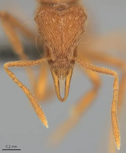 Strumigenys lamia - CASENT0358232