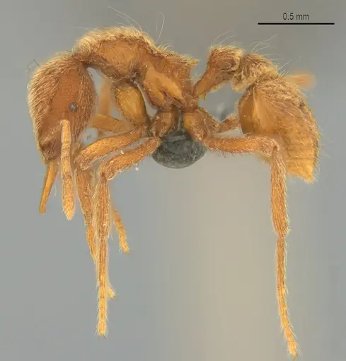 Strumigenys lamia - CASENT0358232