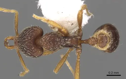 Strumigenys lamia - CASENT0900901