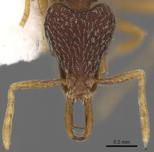 Strumigenys lamia - CASENT0900901