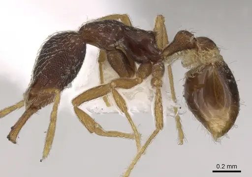 Strumigenys lamia - CASENT0900901