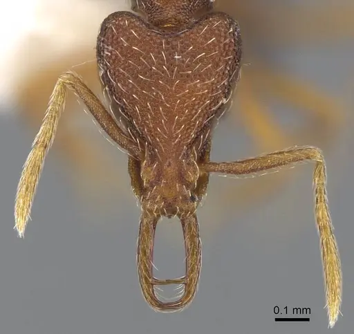 Strumigenys lamia - CASENT0914838