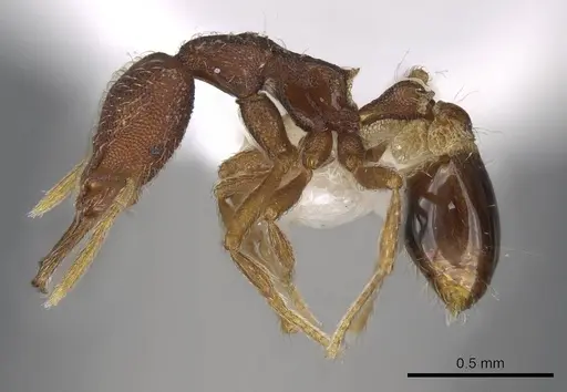 Strumigenys lamia - CASENT0914838