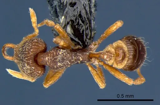 Strumigenys lamia - CSIRONC0173