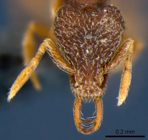 Strumigenys lamia - CSIRONC0173