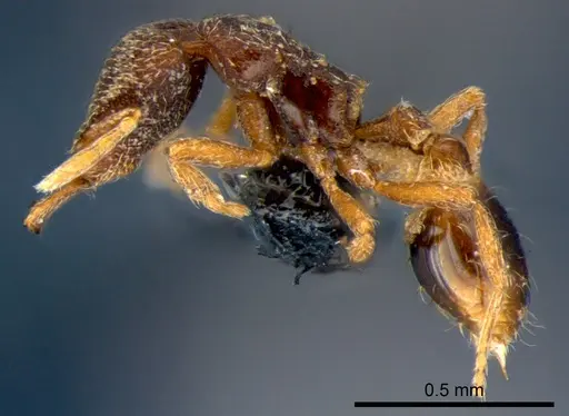 Strumigenys lamia - CSIRONC0173