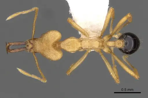 Strumigenys lancea specimen