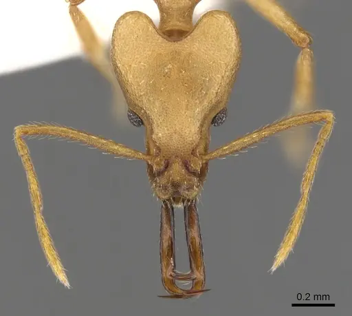 Strumigenys lancea specimen