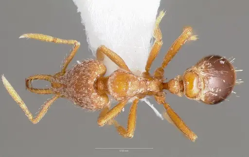 Strumigenys langrandi specimen