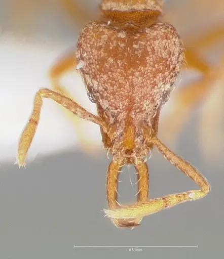 Strumigenys langrandi specimen