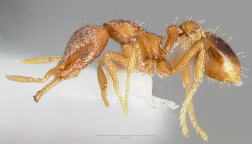 Strumigenys langrandi specimen