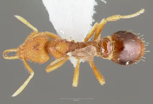 Strumigenys langrandi - CASENT0005567