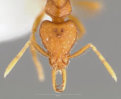 Strumigenys langrandi - CASENT0005567