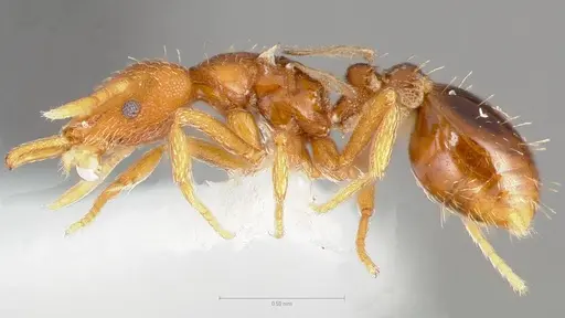 Strumigenys langrandi - CASENT0005567