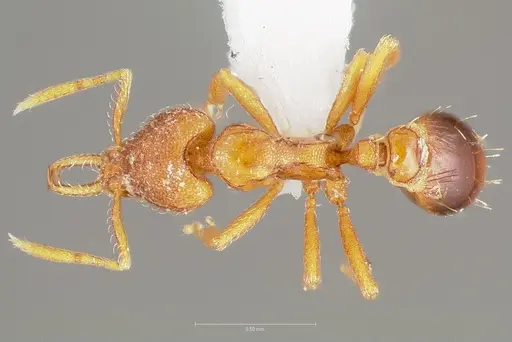 Strumigenys langrandi - CASENT0005568