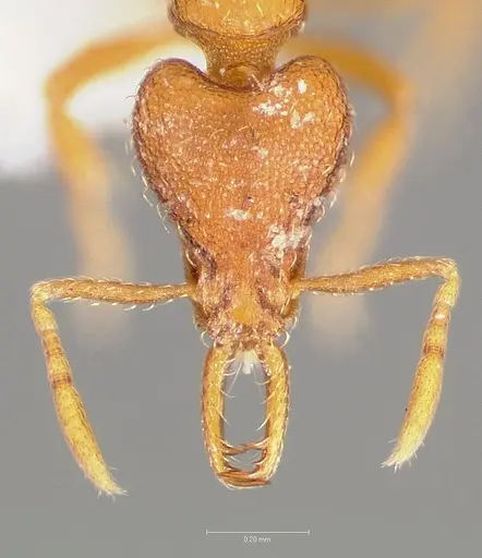 Strumigenys langrandi - CASENT0005568