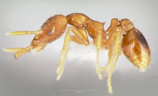 Strumigenys langrandi - CASENT0005568