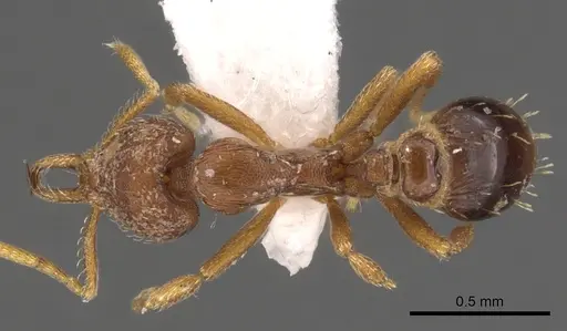 Strumigenys langrandi - CASENT0900726