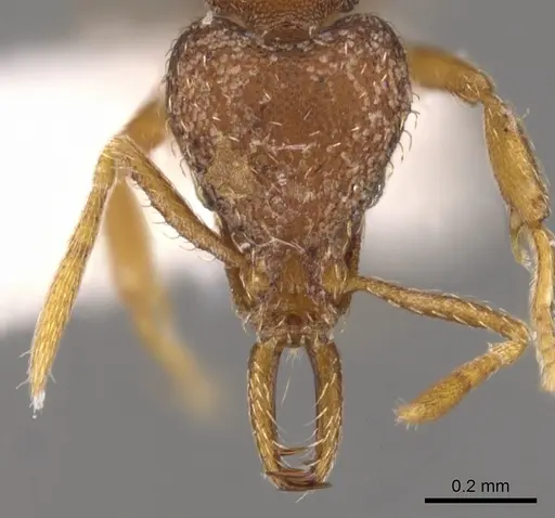 Strumigenys langrandi - CASENT0900726