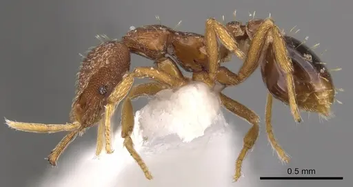 Strumigenys langrandi - CASENT0900726