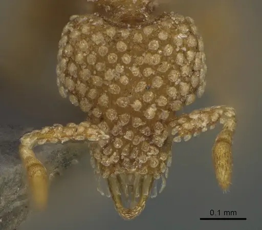 Strumigenys lantaui specimen