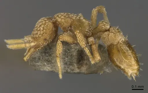 Strumigenys lantaui specimen