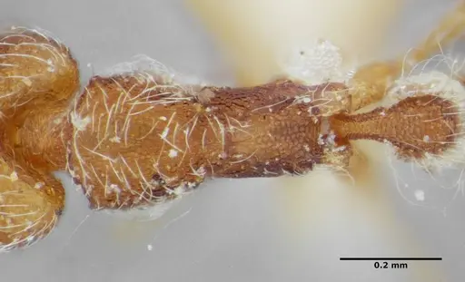 Strumigenys lanuginosa specimen