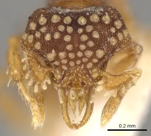 Strumigenys laticeps - CASENT0900046