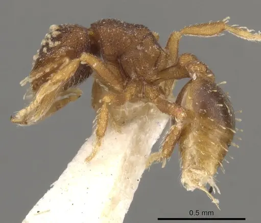 Strumigenys laticeps - CASENT0900046