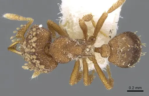 Strumigenys laticeps - CASENT0914709