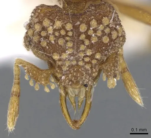 Strumigenys laticeps - CASENT0914709