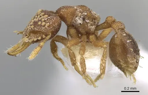 Strumigenys laticeps - CASENT0914709