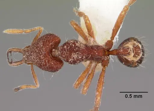 Strumigenys lebratyx specimen