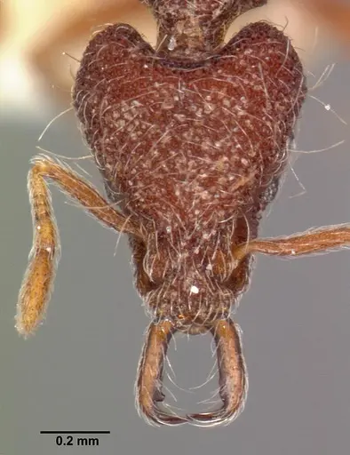 Strumigenys lebratyx specimen