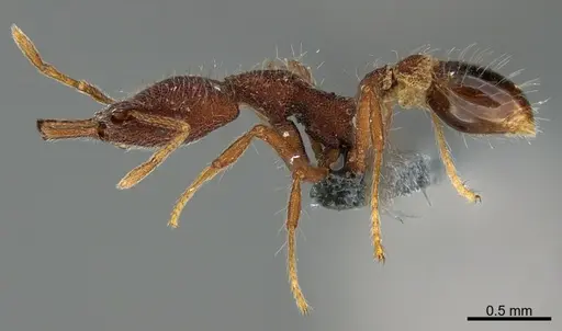 Strumigenys lebratyx - CASENT0392177