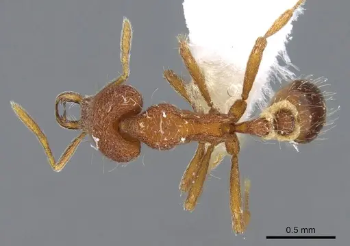 Strumigenys lebratyx - CASENT0914840