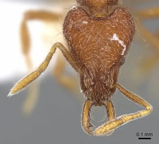 Strumigenys lebratyx - CASENT0914840