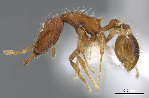 Strumigenys lebratyx - CASENT0914840