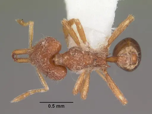 Strumigenys leptodeira specimen