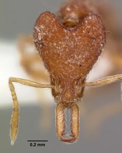Strumigenys leptodeira specimen