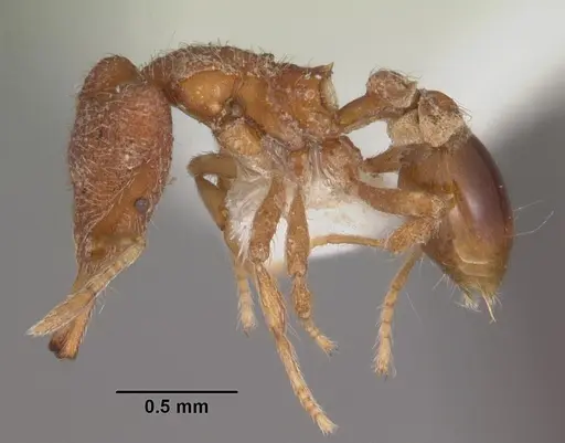 Strumigenys leptodeira specimen