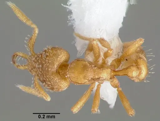 Strumigenys levana specimen