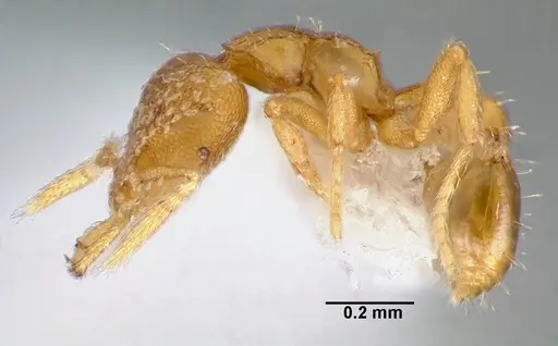 Strumigenys levana specimen