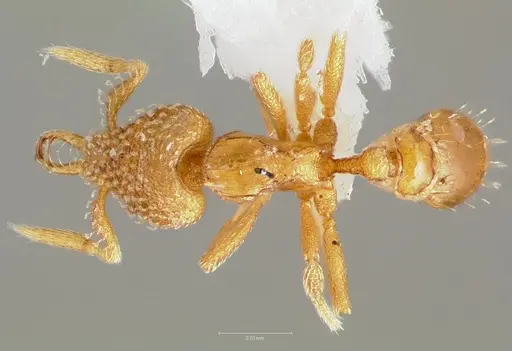 Strumigenys levana - CASENT0005570