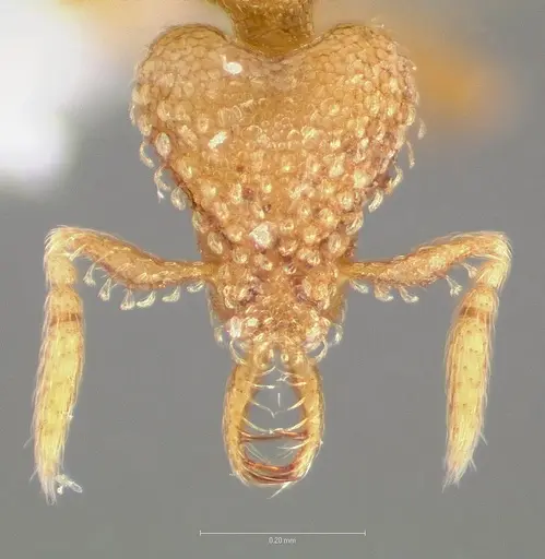 Strumigenys levana - CASENT0005570